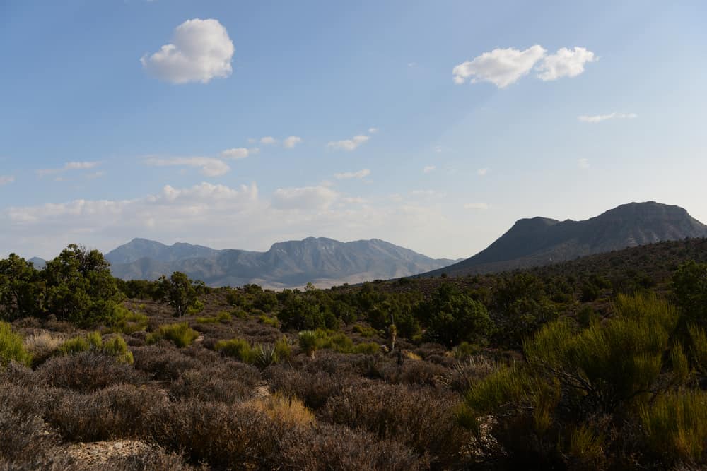 A vast area covered in trees and bushes with mountains in the distance. 
